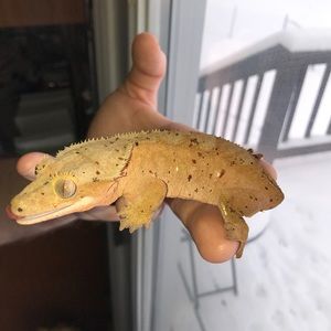 Meet your Posher, Dillan